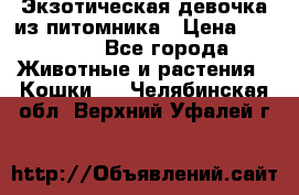 Экзотическая девочка из питомника › Цена ­ 25 000 - Все города Животные и растения » Кошки   . Челябинская обл.,Верхний Уфалей г.